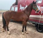 Tuigpaard - menpaard, Merrie, 3 tot 6 jaar, Met stamboom, Tuigpaard