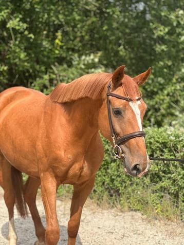 Fokmerrie/draagmerrie/recreatie/springpaard beschikbaar voor biedingen