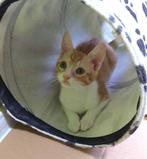 KLEIN STOER GRAPPIG MANNETJE SIMBA ZOEKT ZIJN FAMILIE, Dieren en Toebehoren, Katten en Kittens | Overige Katten, Kater, Kortharig