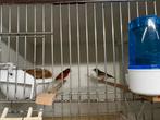Pastel x pastel kapoetensijs, Dieren en Toebehoren, Meerdere dieren