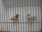 oranjeborst zwartborst isabel bruin zebravinken, Dieren en Toebehoren, Vogels | Kanaries, Meerdere dieren, Kleurkanarie