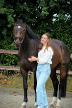 Paarden trainen/ beleren/ doorrijden, Dieren en Toebehoren, Weidegang