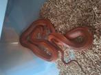 Koppel rattenslangen koop of ruil, Dieren en Toebehoren, Reptielen en Amfibieën, Slang, 0 tot 2 jaar