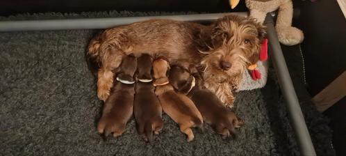 Kaninchen teckel ruwhaar, Dieren en Toebehoren, Honden | Teckels en Dashonden, Reu, Ruwhaar, Kaninchen, Particulier, Eén hond