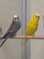 Diverse tropen en Europese cultuurvogels, Meerdere dieren, Wildzangvogel, Geringd