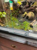 Nakweek d. Auratus costa rica 0.0.6 pijlgifkikker, Amfibie, 0 tot 2 jaar