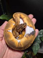 Pin enchi pied het ultramel, Dieren en Toebehoren, Reptielen en Amfibieën, Slang, 0 tot 2 jaar