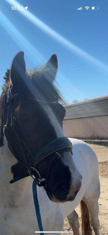Mooi hoofdstel maat pony beschikbaar voor biedingen