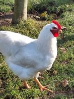 Witte raszuivere barnevelder haan, Dieren en Toebehoren, Mannelijk, Kip