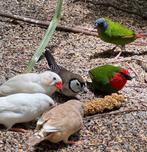diverse kleuren & soorten, Dieren en Toebehoren, Vogels | Overige Vogels, Meerdere dieren, Tropenvogel