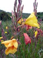 Oenothera stricta Ledebour (teunisbloem) geel vaste planten, Tuin en Terras, Planten | Tuinplanten, Zomer, Overige soorten, Ophalen