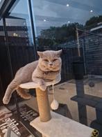 Britse Korthaar Lilac Kat  ( 1,5 ) Jaar, Dieren en Toebehoren, Kater, Gechipt, 0 tot 2 jaar