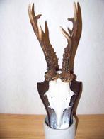 ree gewei, Ophalen of Verzenden, Zo goed als nieuw, Hert, Gewei of Kop