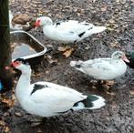 Muskus-eenden, Dieren en Toebehoren, Meerdere dieren, Eend