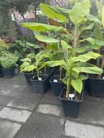 Musa Basjoo Bananenplant, Ophalen, Volle zon, Overige soorten
