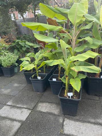 Musa Basjoo Bananenplant beschikbaar voor biedingen