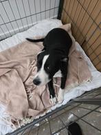 Spike pup 20 weekjes zoekt baasje, 15 weken tot 1 jaar, CDV (hondenziekte), Eén hond, Nederland