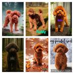 toy poedel /toypoedel/dwergpoedel dekreutjes, Dieren en Toebehoren, Honden | Dekreuen, Particulier, Rabiës (hondsdolheid), Reu