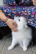 Puppy's, kruising Japanse Spits (Keeshond) met Pomsky, Dieren en Toebehoren, Keeshond, 8 tot 15 weken, Meerdere, Meerdere dieren