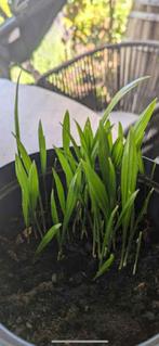 trachycarpus martianus nepal, Ophalen of Verzenden, Zomer, Overige soorten, Volle zon