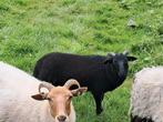 Drents heideschaap, Vrouwelijk, Schaap