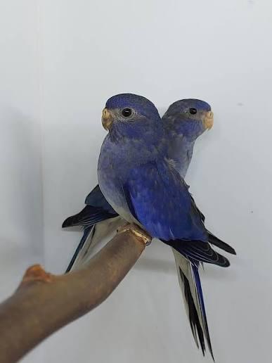 gezocht violet neophemas €125 betalen wij, Dieren en Toebehoren, Vogels | Parkieten en Papegaaien, Papegaai, Meerdere dieren