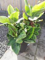 bananenplant in een pot, Tuin en Terras, Planten | Tuinplanten, Ophalen, Vaste plant, Overige soorten, Volle zon