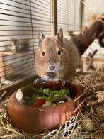 Degoe mannetje herplaatsen 5* huis, Dieren en Toebehoren, Knaagdieren, Juni, Mannelijk, Tam