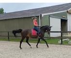 Mooie e pony te koop, Dressuurpony, Gechipt, L, 11 jaar of ouder