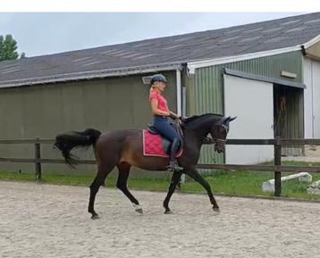 Mooie e pony te koop beschikbaar voor biedingen