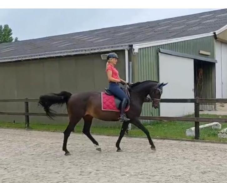 Mooie e pony te koop, Dieren en Toebehoren, Pony's, Merrie, L, E pony (1.48m - 1.57m), Dressuurpony, 11 jaar of ouder, Gechipt