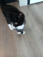 Vrouwelijke kitten, Dieren en Toebehoren, Katten en Kittens | Overige Katten, Poes