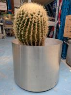 Grote cactus, Ophalen, Minder dan 100 cm, Volle zon, In pot