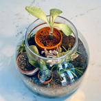 Homemade terrarium, Huis en Inrichting, Kamerplanten, Ophalen, Minder dan 100 cm