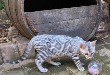 Bengaal Silver/Snow kittens beschikbaar €850; met stamboom beschikbaar voor biedingen