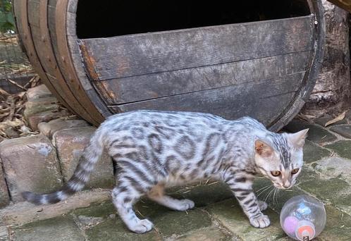 Bengaal Silver/Snow kittens beschikbaar €850; met stamboom, Dieren en Toebehoren, Katten en Kittens | Raskatten | Korthaar, Meerdere dieren