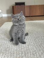 Britse korthaar kittens, Kater, 0 tot 2 jaar