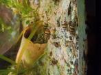 Helena slakken, Dieren en Toebehoren, Vissen | Aquariumvissen, Slak of Weekdier, Zoetwatervis