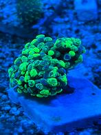 Euphyllia Paraancora Ultra Neon Groen, Dieren en Toebehoren