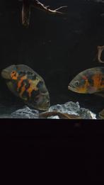 Oscar oscellatus pauwoog, Dieren en Toebehoren, Vissen | Aquariumvissen, Vis