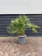 Chamaerops humilis palmboom, Tuin en Terras, Planten | Bomen, Volle zon, Ophalen of Verzenden, Minder dan 100 cm, Zomer