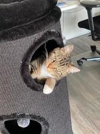 Muffin zoekt een nieuw baasje, Dieren en Toebehoren, Katten en Kittens | Overige Katten, Kater