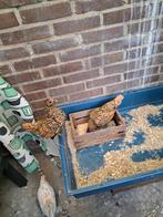 2 jonge krielhennetjes,sebreght goud., Dieren en Toebehoren, Pluimvee, Kip