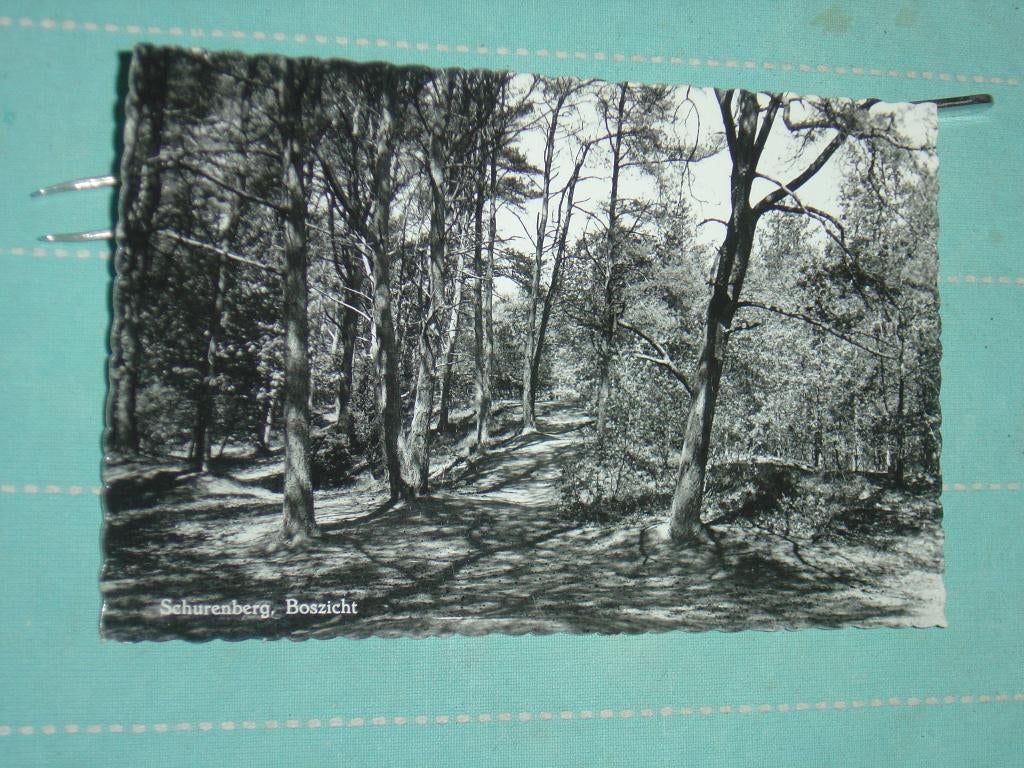 4) Zwart-wit ansichtkaart Boszicht Schurenberg, Ophalen of Verzenden, 1960 tot 1980, Ongelopen, Drenthe