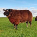 Dassenkop Texelaar dekram, Dieren en Toebehoren, Schapen, Geiten en Varkens, Mannelijk, Schaap, 0 tot 2 jaar