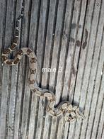 Boa constrictor longicauda, Dieren en Toebehoren, Reptielen en Amfibieën, Slang