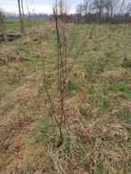 Verschillende planten: walnoot, Krent, kastanje en berk, Tuin en Terras, Planten | Bomen, Ophalen, Volle zon, Overige soorten