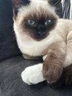 Prachtige Ragdoll katerGevaccineerd enklaar voor nieuw thuis, Kater