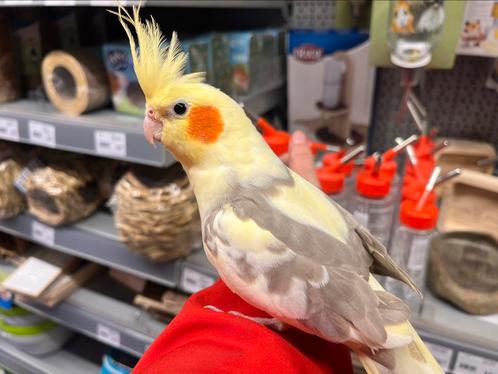 Tamme Valkparkiet ( vrouw) geboren 2022, Dieren en Toebehoren, Vogels | Parkieten en Papegaaien, Parkiet, Vrouwelijk, Tam