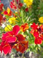 Muurbloem mix, Ophalen of Verzenden, Voorjaar, Volle zon, Zaad